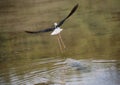 Bird called black-winged stilt flying with wings above the pond Royalty Free Stock Photo