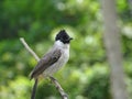 this bird is called Sooty-headed