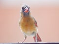 Female Cardinal up Close Warm Color tones