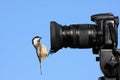 Bird On Camera Royalty Free Stock Photo