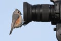 Bird On A Camera Royalty Free Stock Photo