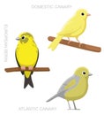 Bird Canary Set Cartoon Vector Illustration Royalty Free Stock Photo