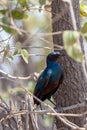 Bird Cape starling, Okavango, Botswana Africa Royalty Free Stock Photo