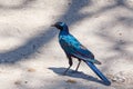 Bird Cape starling, Okavango, Botswana Africa Royalty Free Stock Photo