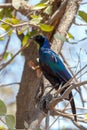 Bird Cape starling, Okavango, Botswana Africa Royalty Free Stock Photo