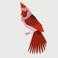 Bird cardinal vector illustration flat style front Royalty Free Stock Photo