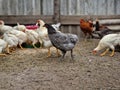 Bird care in the village. Rooster leader and breeding birds. Chickens and petechs walk in the poultry farm. Green life