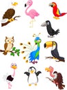 Bird cartoon collection