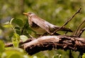 Bird catbird Royalty Free Stock Photo