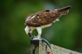 Bird catch the fish. Bird of prey Osprey, Pandion haliaetus, feeding catch fish, Mexico. Wildlife scene from nature. Eagle with de