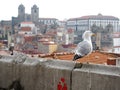 View of a cathedral in porto