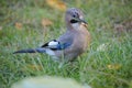 Bird caught a bug in the grass