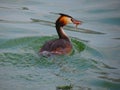 Bird caught fish.