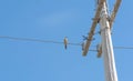 Bird Celeus Flavesceus perched on mains wires