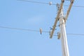 Bird Celeus Flavesceus perched on mains wires