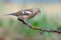 Bird chaffinch