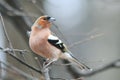 Bird Chaffinch in the Park on a branch