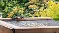 Bird Chaffinch pecking seeds, Fringilla coelebs