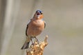 Bird Chaffinch sings the song while standing on a stump in the f