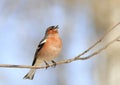 Bird Chaffinch sings a sonorous song on a branch in spring in th Royalty Free Stock Photo