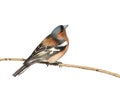 Bird Chaffinch sitting in the Park on a branch on white isolated Royalty Free Stock Photo