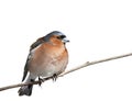 Bird Chaffinch sitting in the Park on a branch on white isolated Royalty Free Stock Photo