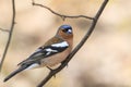 A bird Chaffinch in spring on a Sunny day