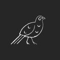 Bird chalk white icons set on dark background Royalty Free Stock Photo