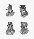 Bird character in a hat and suit. Dove Owl Rooster Chicken Peregrine falcon. The man in a suit. Fashionable Aristocrat