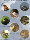 Bird chart for children