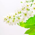 Bird cherry