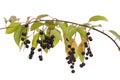 Bird cherry