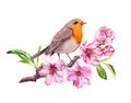 Bird in cherry or apple flowers. Springtime blossom, sakura branch. Watercolor Royalty Free Stock Photo