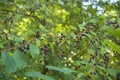 Bird cherry berries