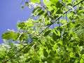 Bird cherry blossom. Branch with fresh green leaves. Sunny day