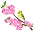 Bird on a cherry blossom tree