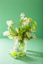 Bird-cherry blossom in vase over green background Royalty Free Stock Photo