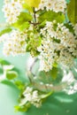 Bird-cherry blossom in vase over green background Royalty Free Stock Photo