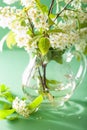 Bird-cherry blossom in vase over green background Royalty Free Stock Photo