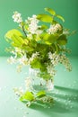 Bird-cherry blossom in vase over green background Royalty Free Stock Photo