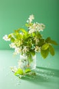 Bird-cherry blossom in vase over green background Royalty Free Stock Photo