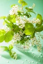 Bird-cherry blossom in vase over green background Royalty Free Stock Photo