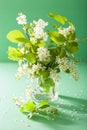 Bird-cherry blossom in vase over green background Royalty Free Stock Photo