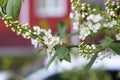 Bird cherry blossoms, beautiful natural background, spring season. Royalty Free Stock Photo