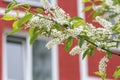 Birdcherry blossoms, beautiful natural background, spring season. Red house in the background