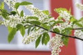 Birdcherry blossoms, beautiful natural background, spring season. Red house in the background