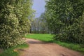 The bird cherry blossoms on the road Royalty Free Stock Photo