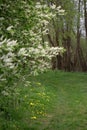 The bird cherry blossoms on the road Royalty Free Stock Photo