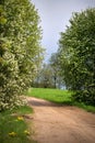 The bird cherry blossoms on the road Royalty Free Stock Photo