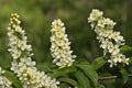 Bird cherry blossoms in springtime